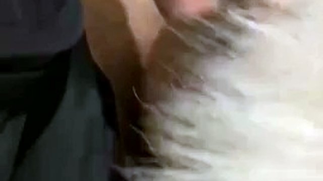 Pleasure of fur