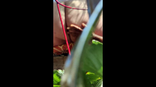 Big booty milf squirts in my garden